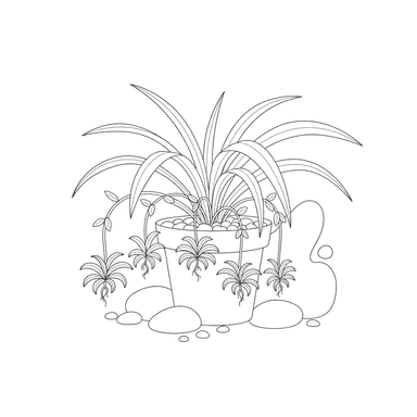 Spider Plant with Babies Coloring Page