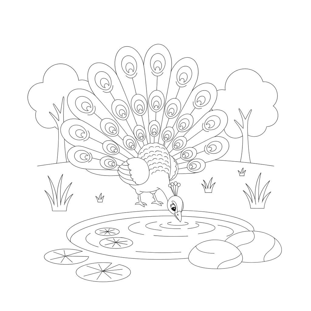 Peacock Drinking Water by a Pond Coloring Page