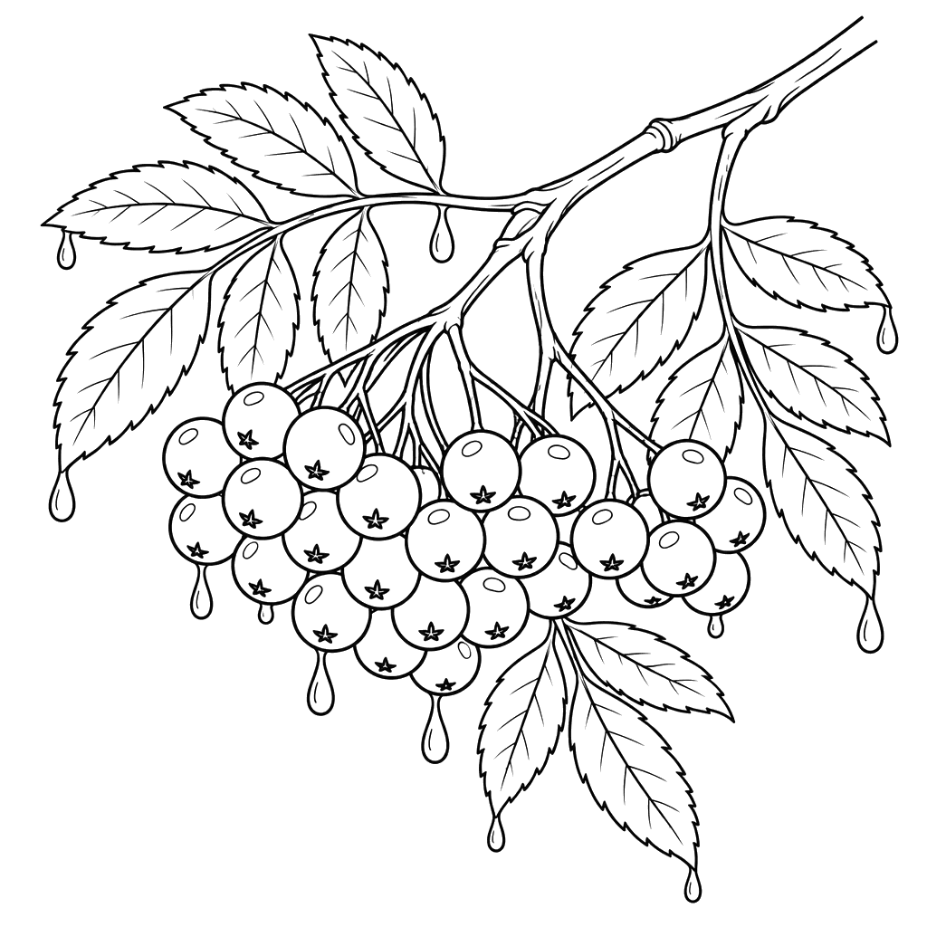 Rowan Branch in the Rain